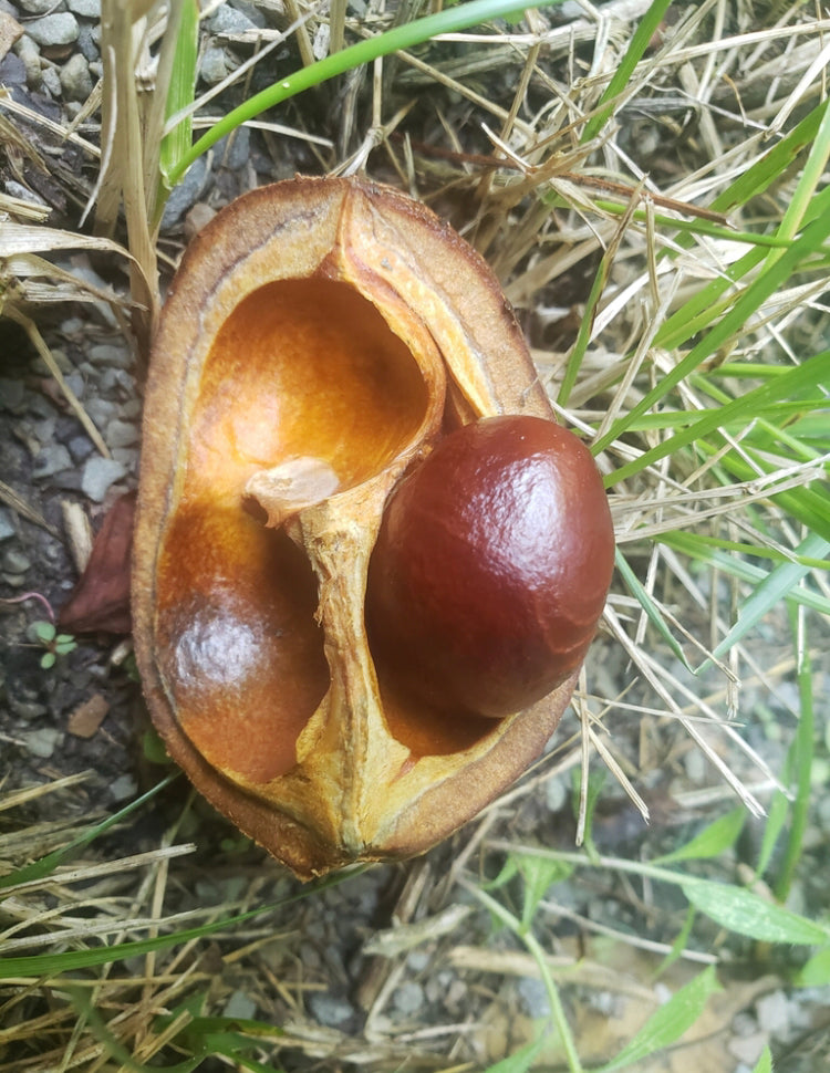 Yellow Buckeye, Aesculus flava