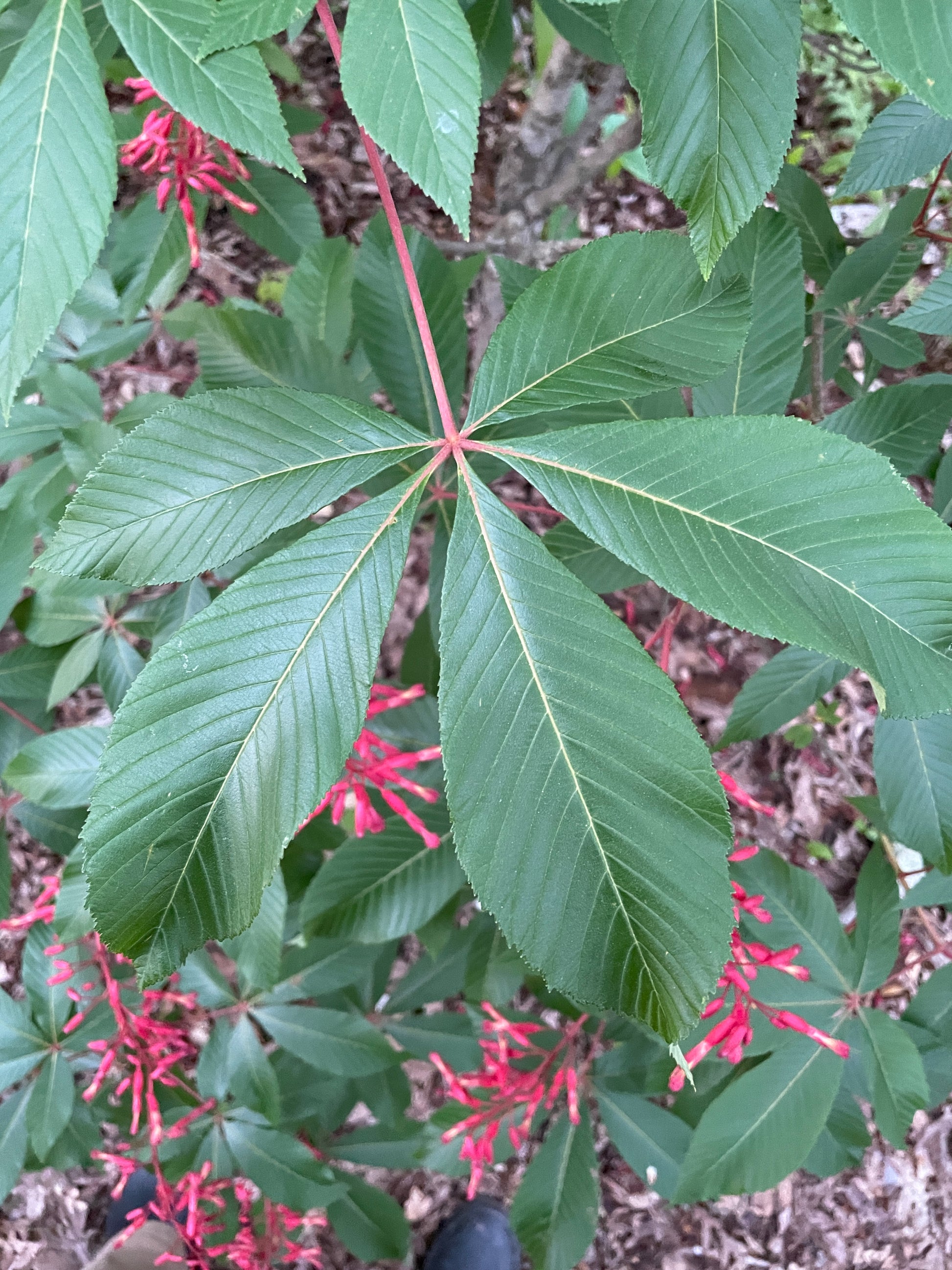 Photo of leaf with five blades