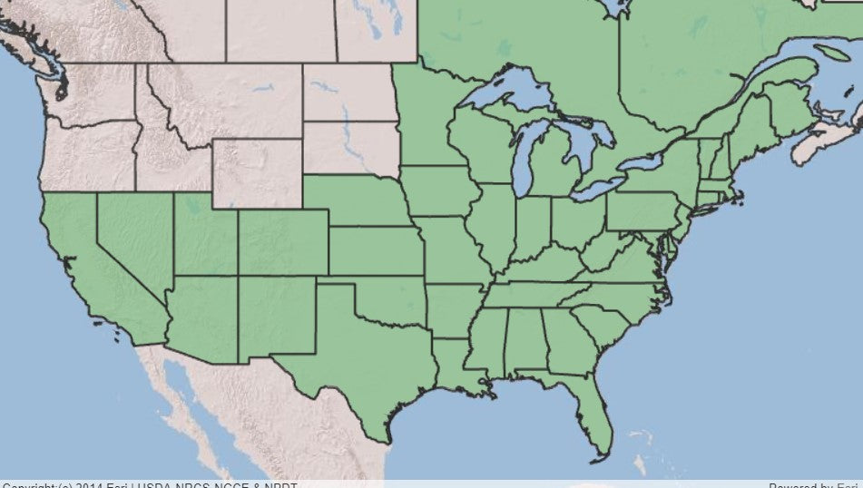 Cardinal Flower, Lobelia cardinalis