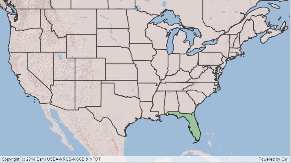 Ashe’s Magnolia, Magnolia ashei