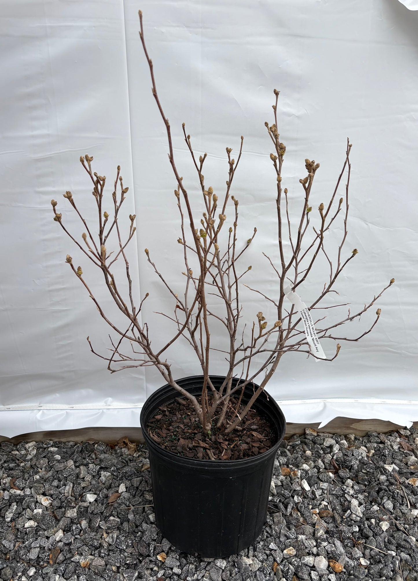 Potted plant with bare branches in front of a white background