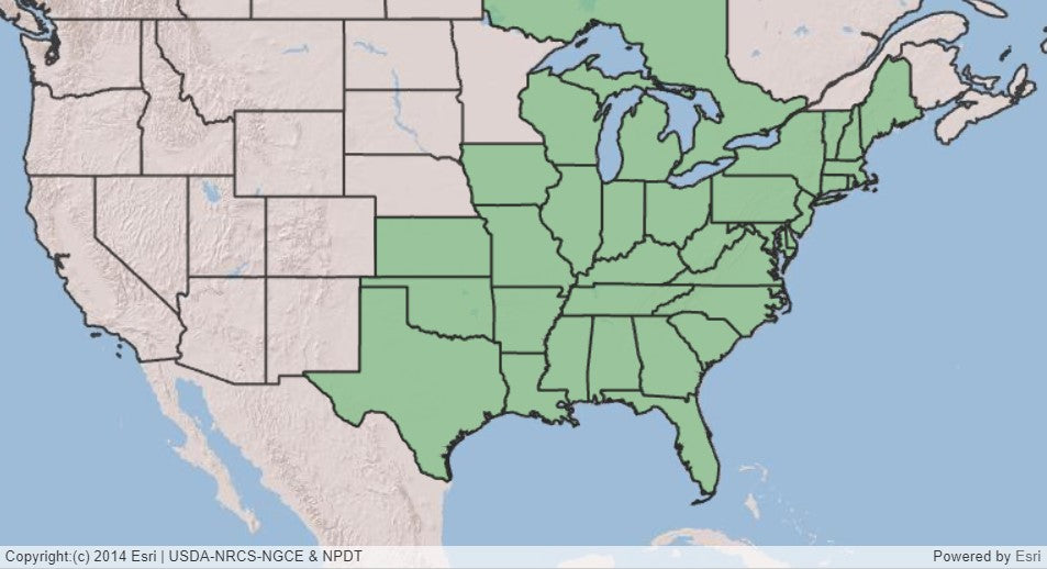 Map showing states in eastern US shaded in depicting native range of Sassafras albidum