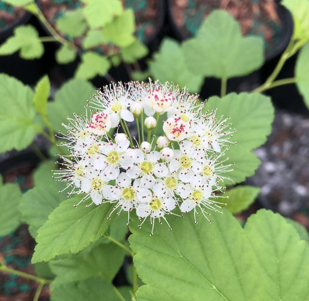 Ninebark, Physocarpus opulifolius