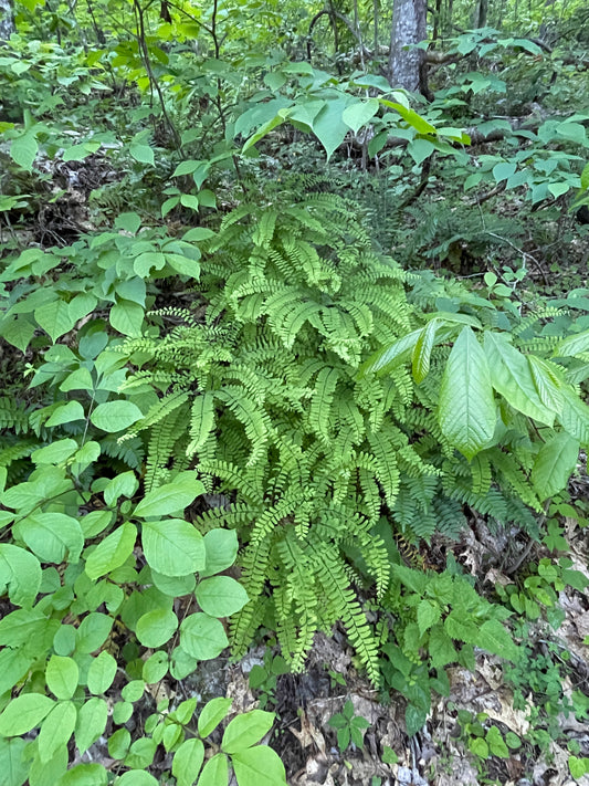Fine leaves of maidenhair fern next to large round leaves of pawpaw tree in the woods