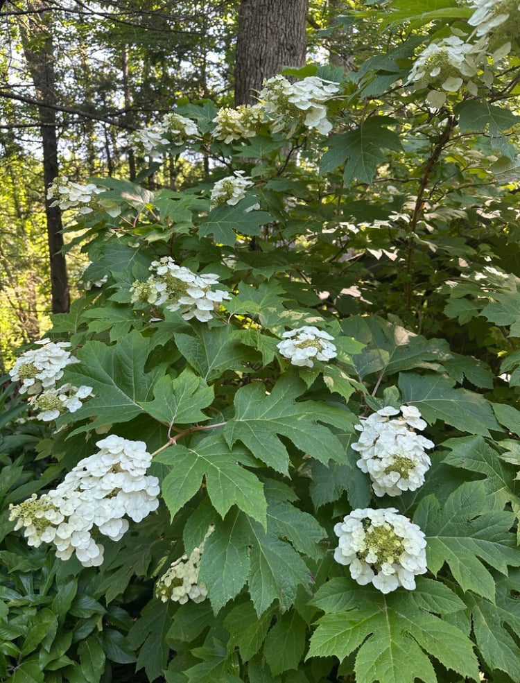 White flowers of oakleaf hydrangea