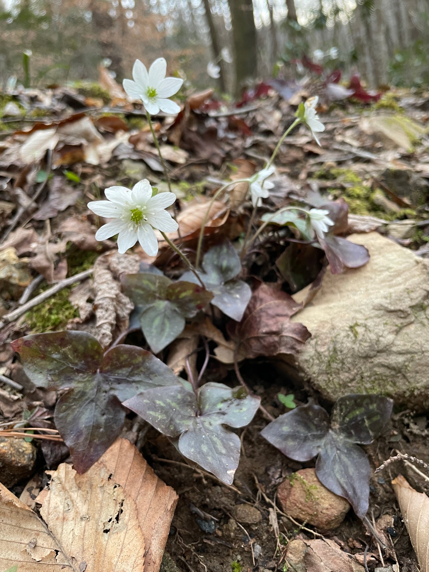 White-flowers against a natural background