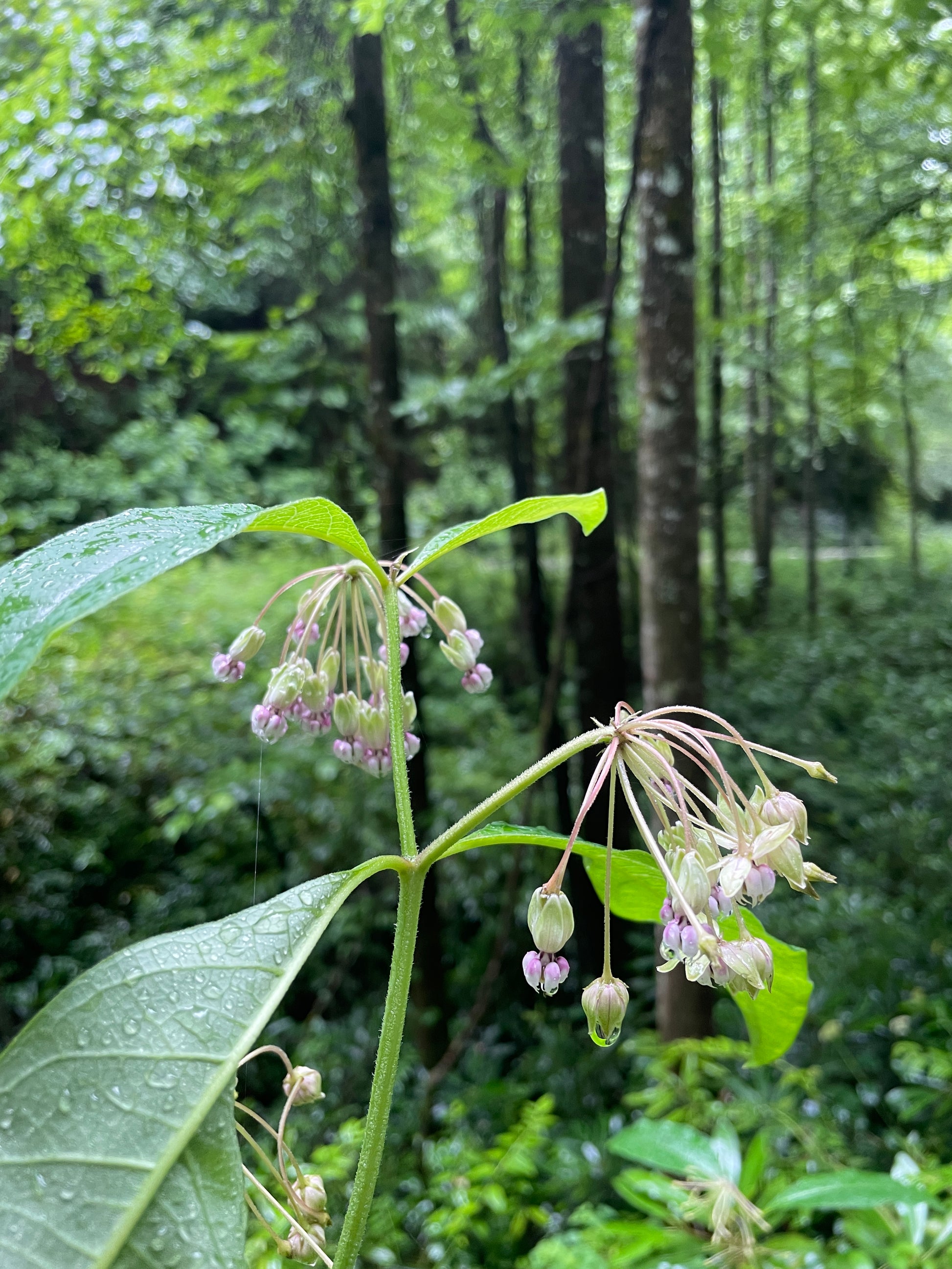 Flowers drooping after a rain