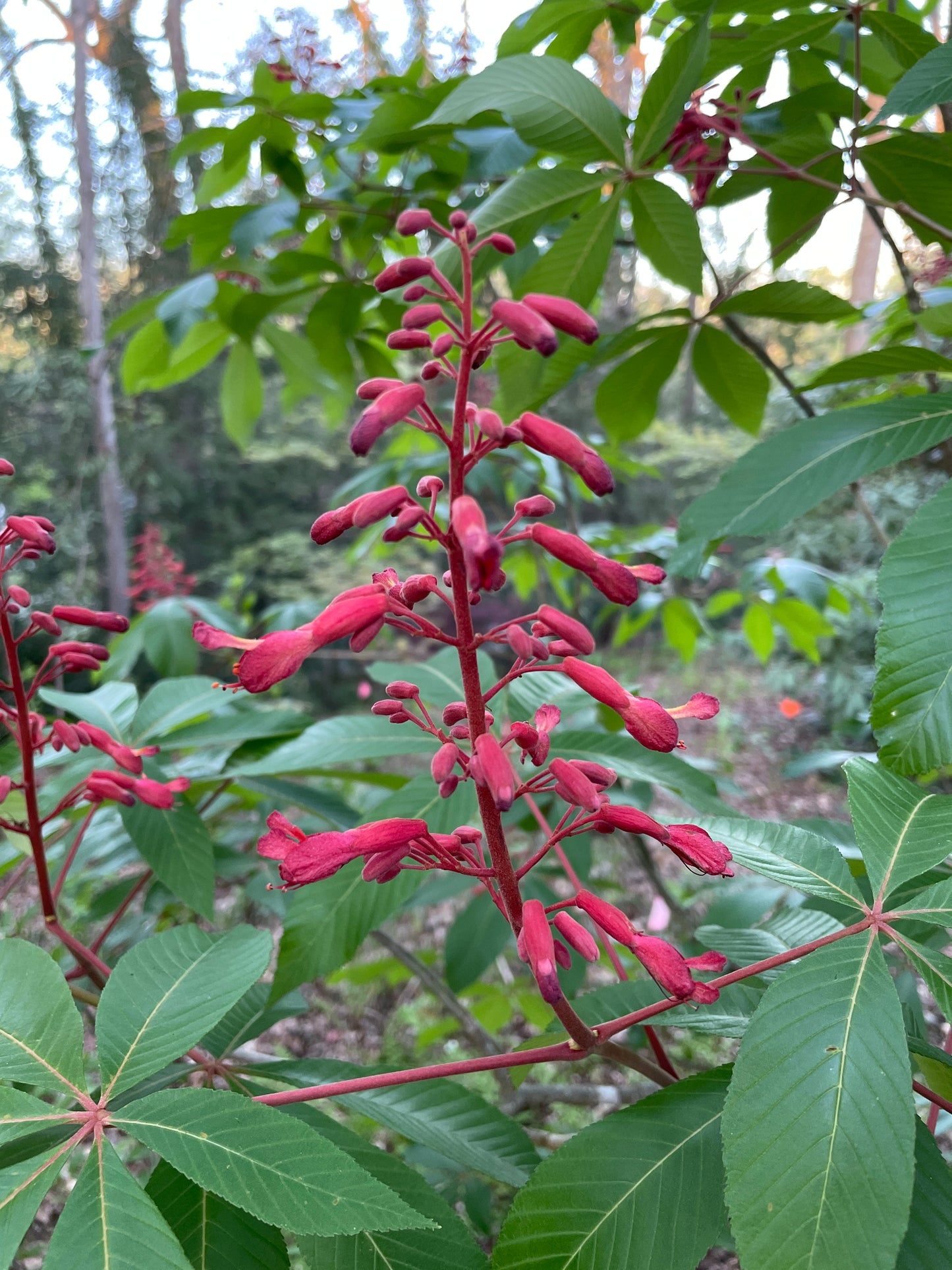 Spikes of red flowers