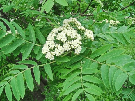 American Mountain Ash, Sorbus americana
