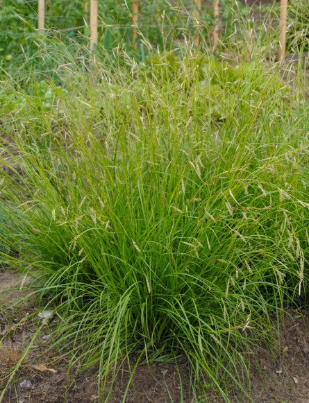 Cherokee sedge, Carex cherokeensis, 50 cell plug flat