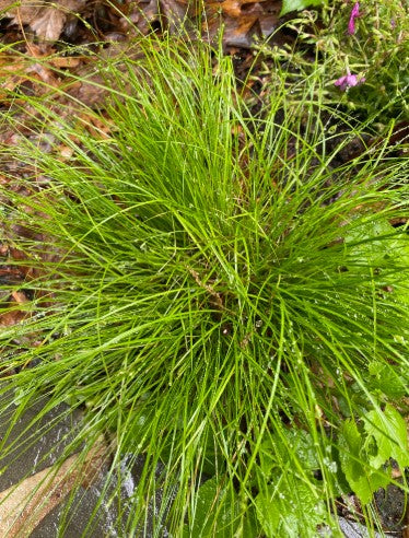 Appalachian sedge, Carex appalachica, 32 cell plug flat