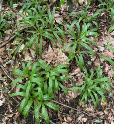 Seersucker Sedge, Carex plantaginea, 32 cell plug flat