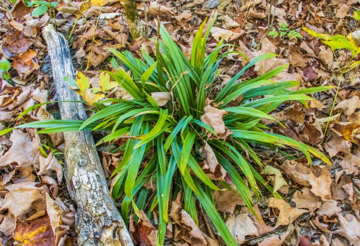 Seersucker Sedge, Carex plantaginea, 32 cell plug flat