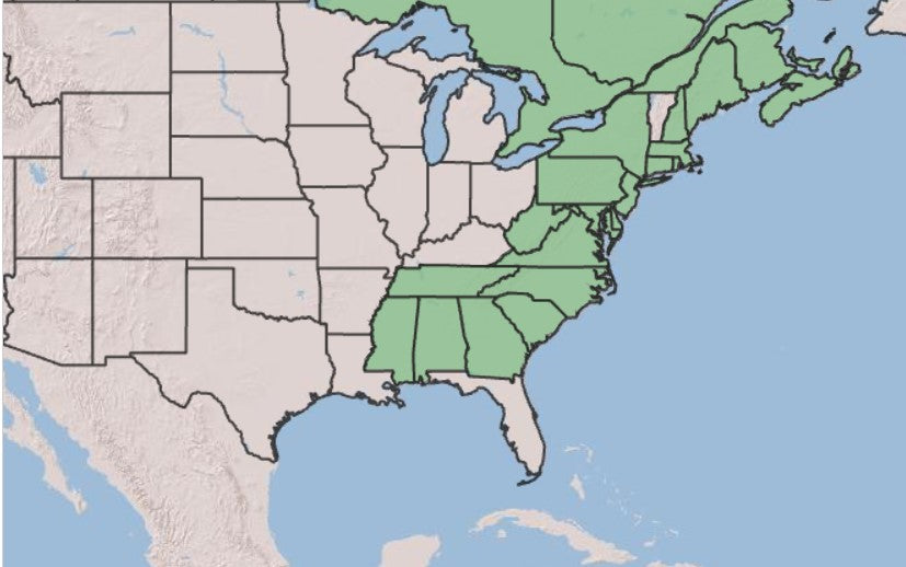 Map of the US showing the native range of shadblow serviceberry - Eastern seaboard states are shaded in