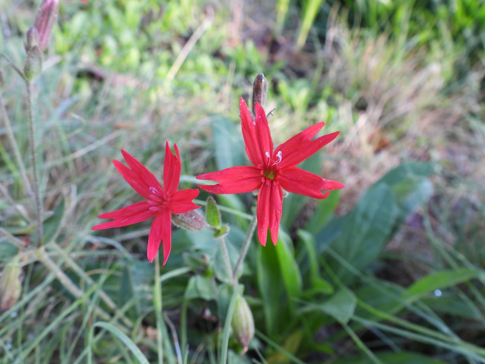 fire pink flower seeds Fire Pinks, Silene virginica
