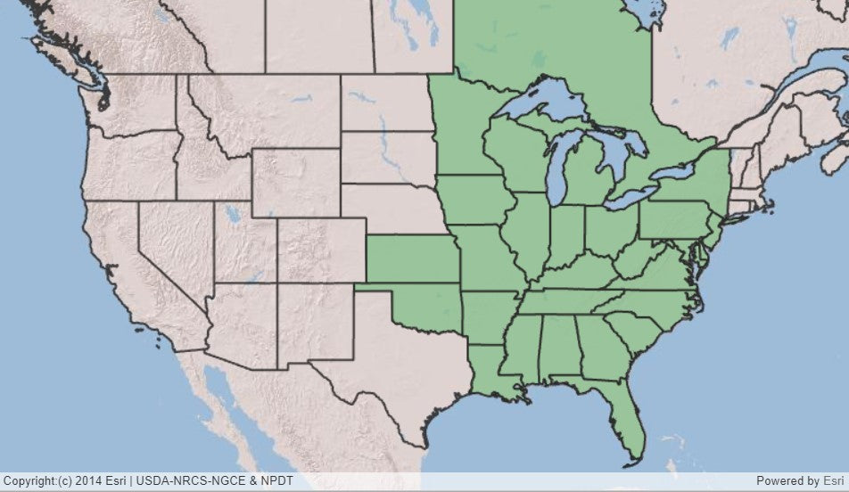 Fire Pinks, Silene virginica