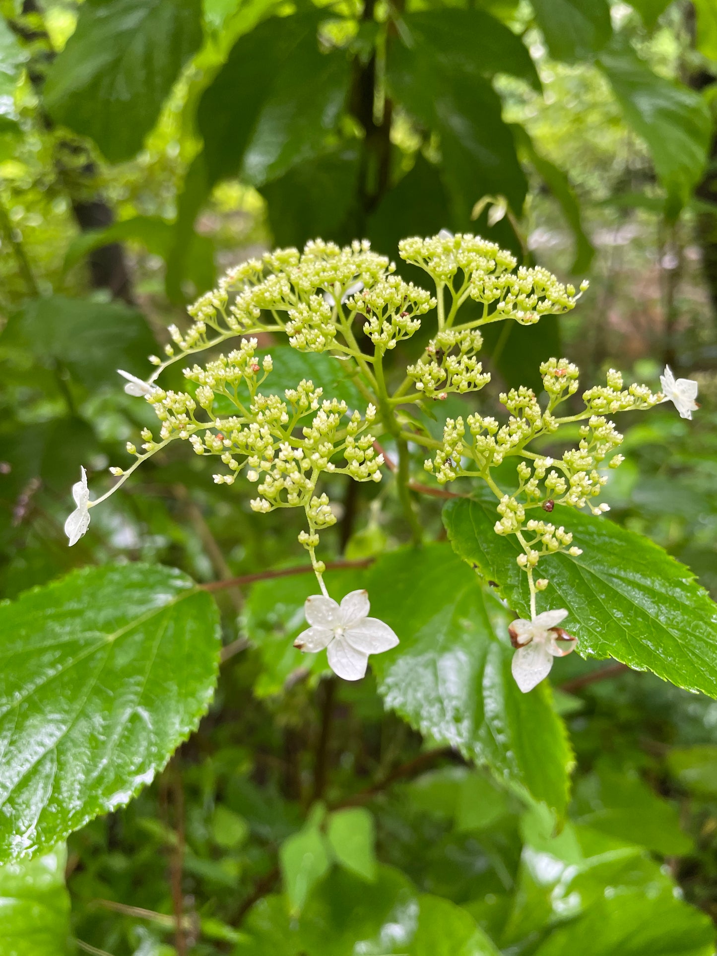 Cluster of white flowers of smooth hydrangea against medium green leaves