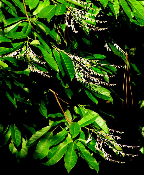 White pendulous flowers against dark background