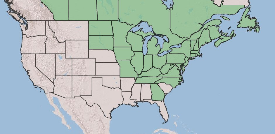 White Meadowsweet, Spiraea alba