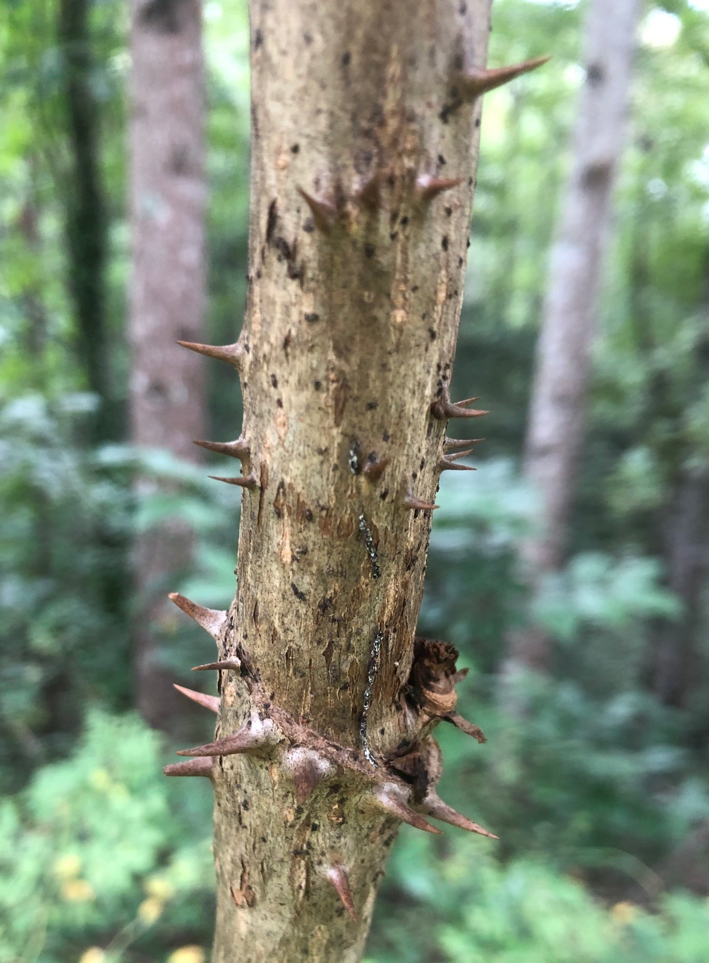 Thorns on a stem of a plant