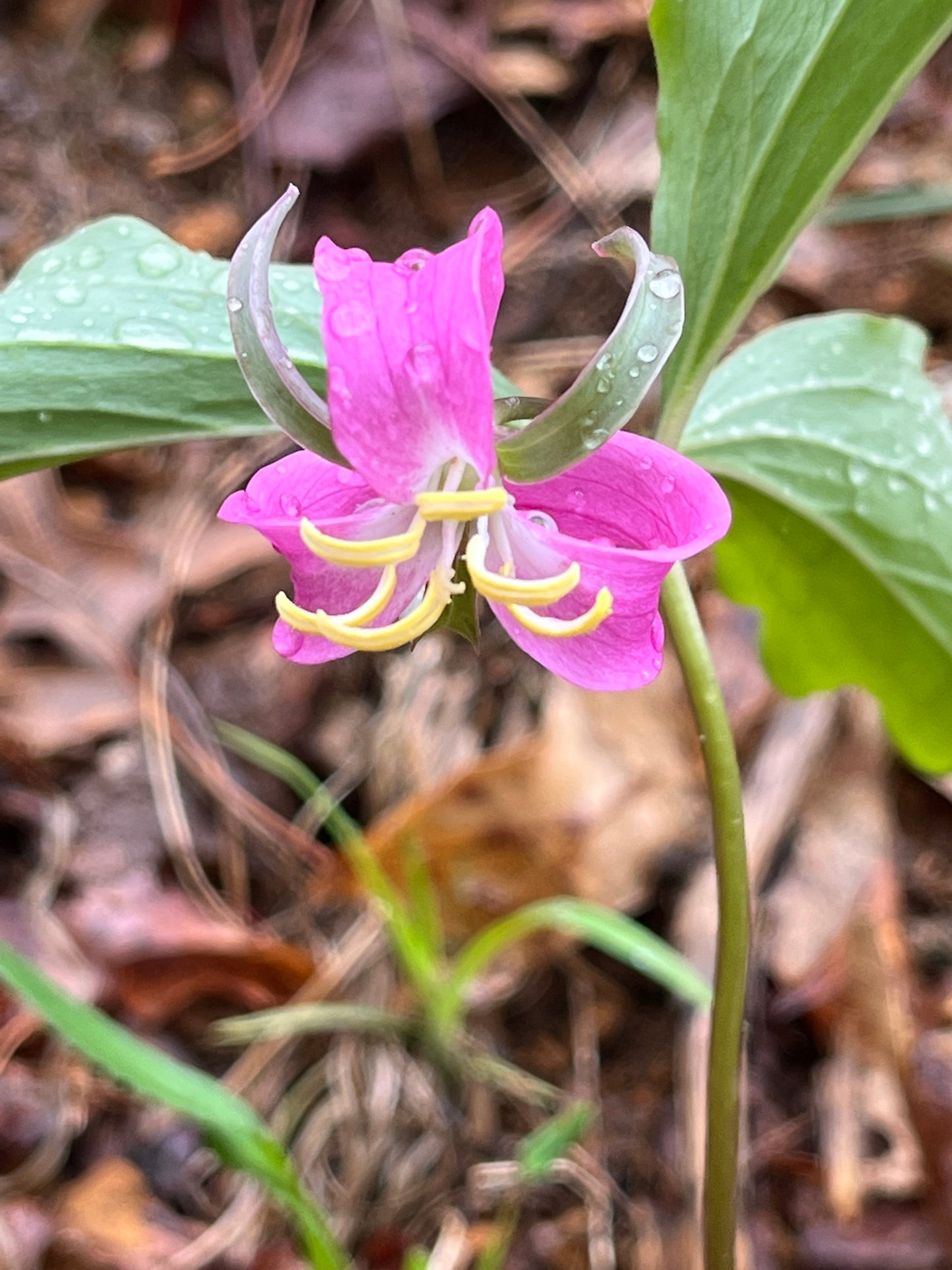 Pink flower with yellow stamens on a forest floor background