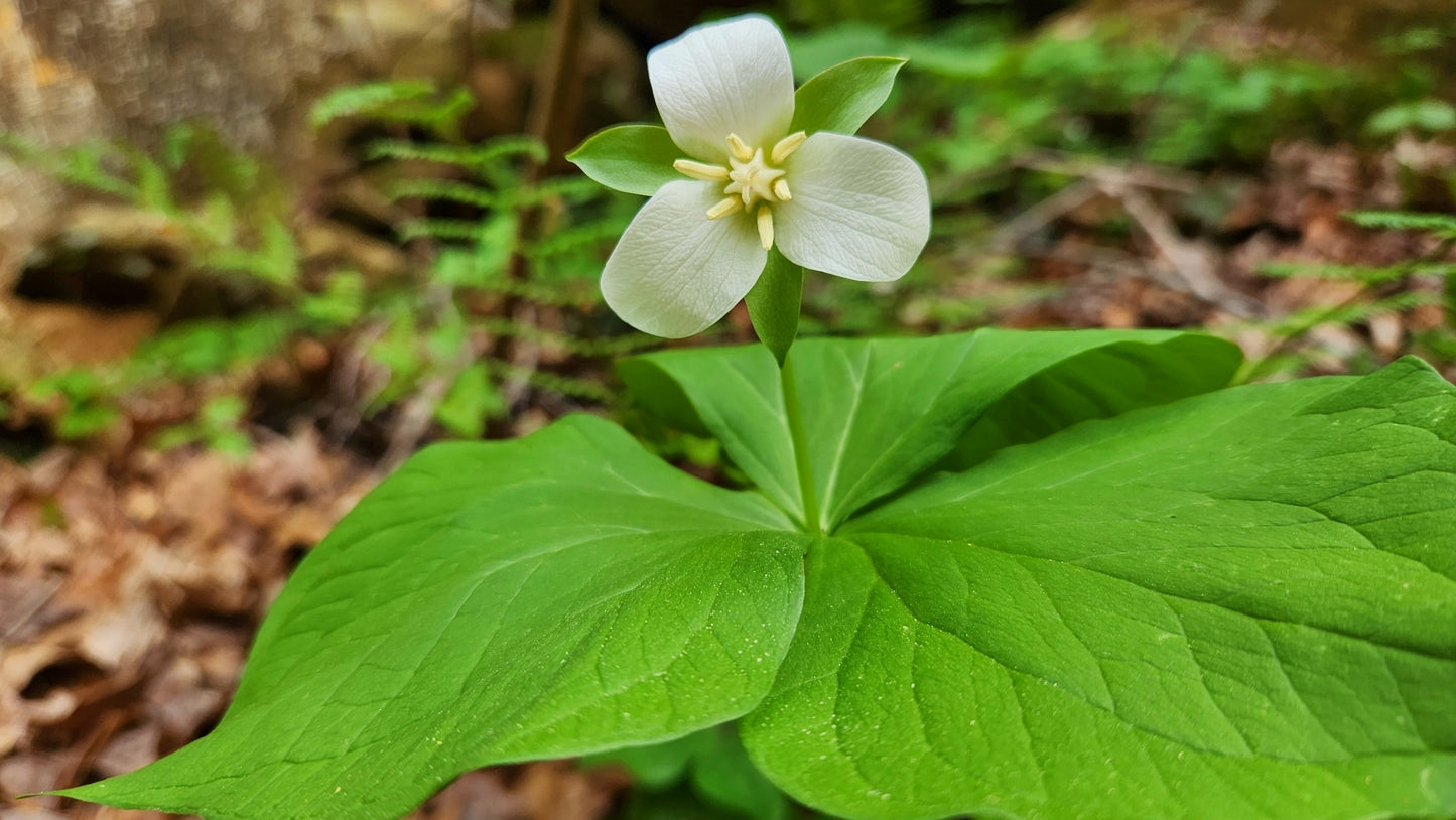White flower with green leaves in a natural forest setting