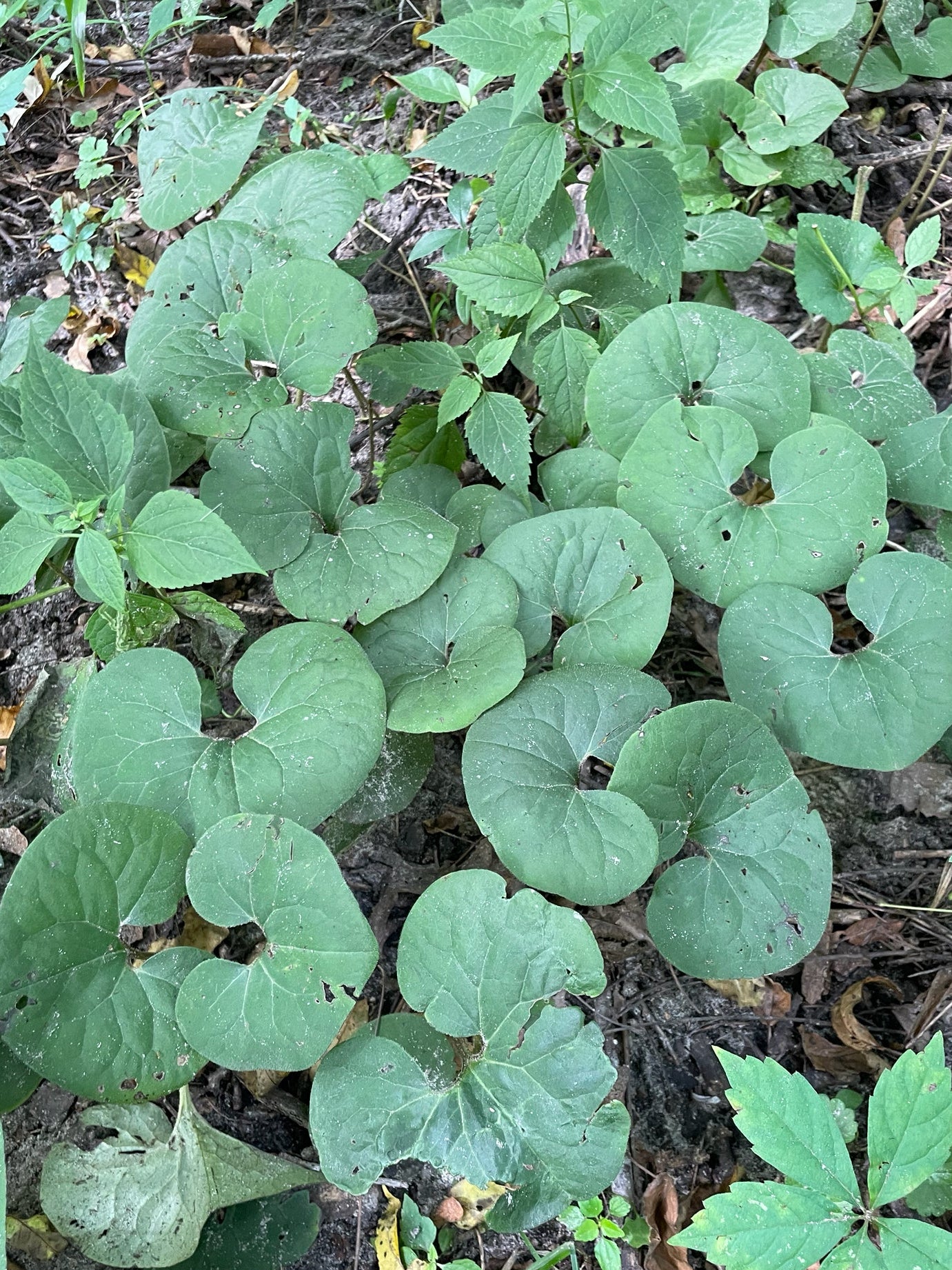 Green leafy plants growing in a natural setting with soil and fallen leaves.