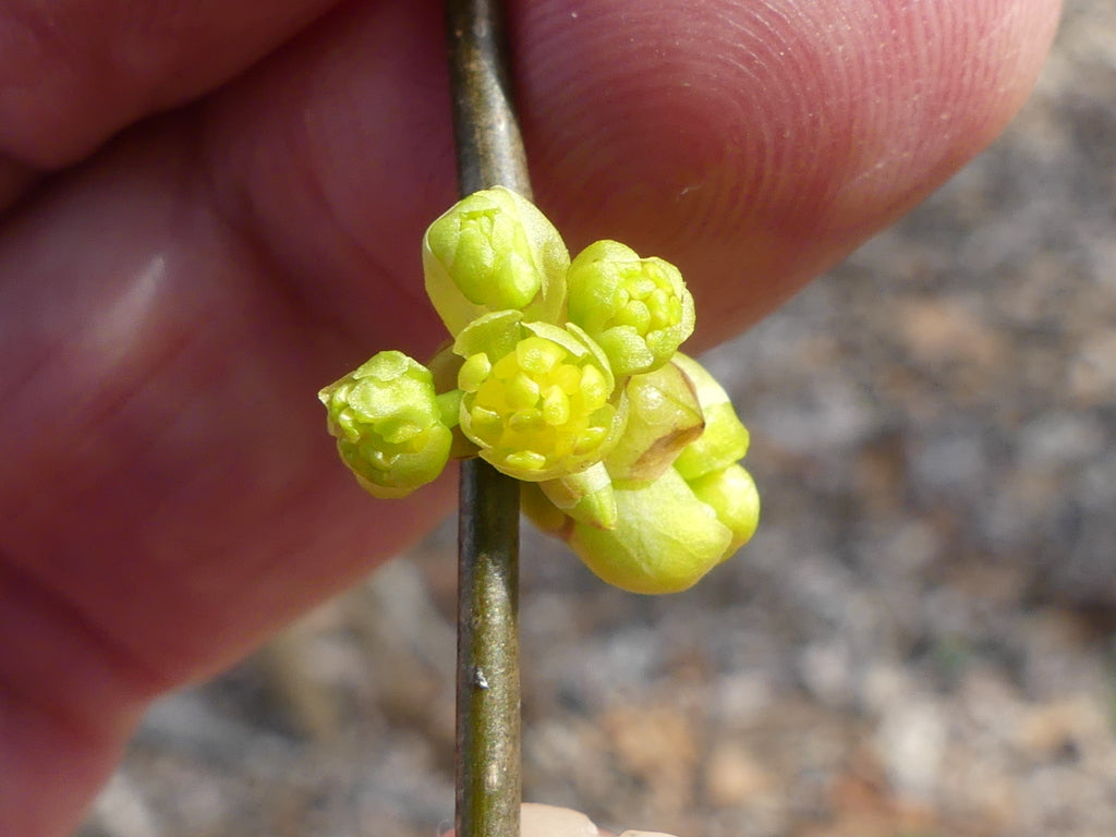 Yellow flowers along a leafless branch