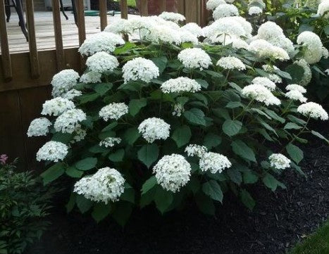 'Annabelle' Smooth Hydrangea, Hydrangea arborescens 'Annabelle'