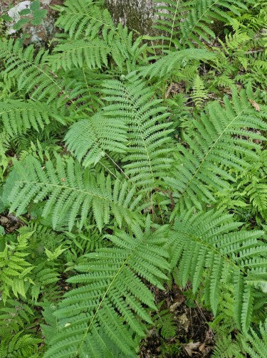Cinnamon fern, Osmundastrum cinnamomeum
