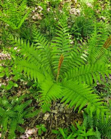 Cinnamon fern, Osmundastrum cinnamomeum