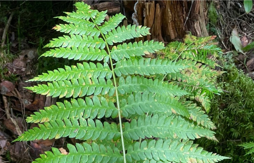 Cinnamon fern, Osmundastrum cinnamomeum