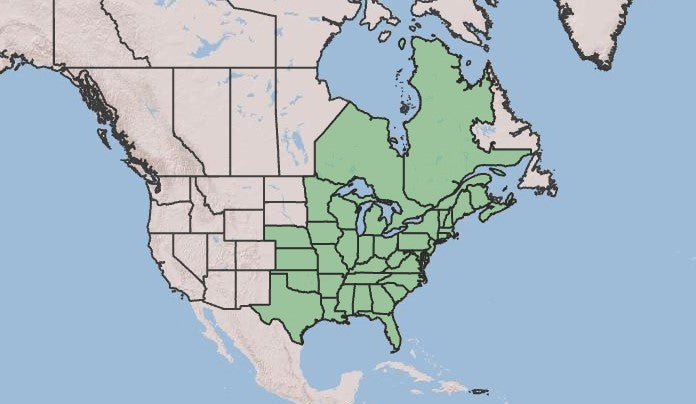 Downy Serviceberry, Amelanchier arborea
