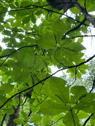Fraser magnolia, Magnolia fraseri