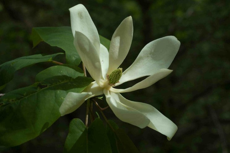 Fraser magnolia, Magnolia fraseri