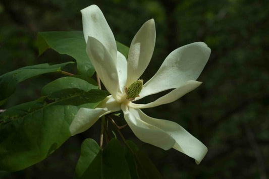 Fraser magnolia, Magnolia fraseri