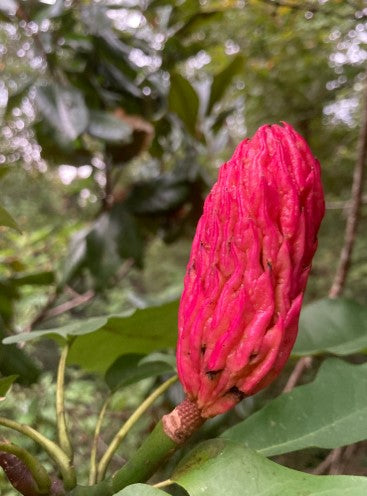Fraser magnolia, Magnolia fraseri
