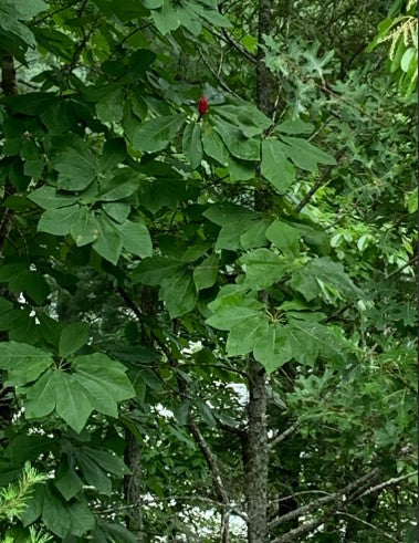 Fraser magnolia, Magnolia fraseri