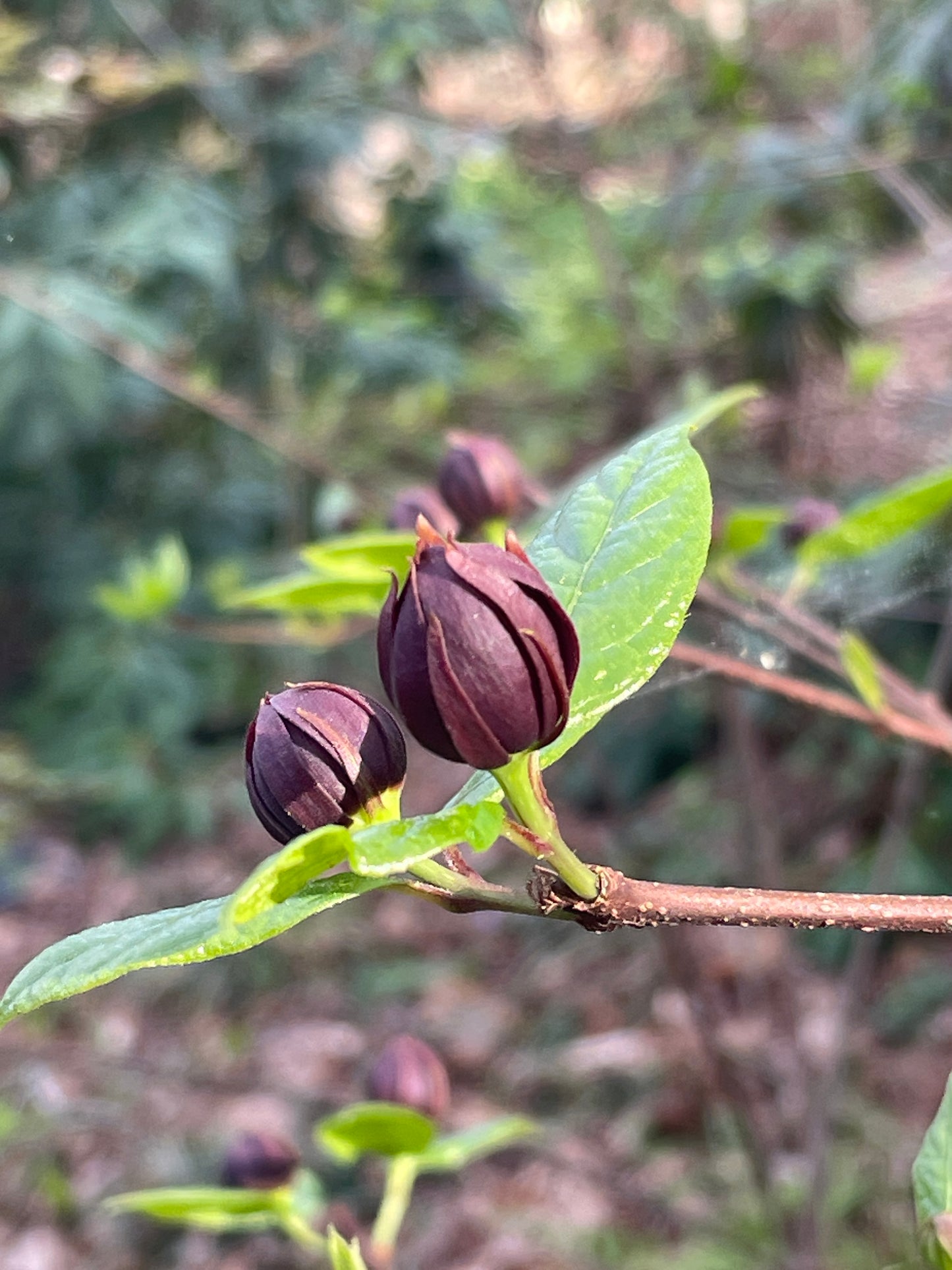 Carolina Allspice, Calycanthus floridus