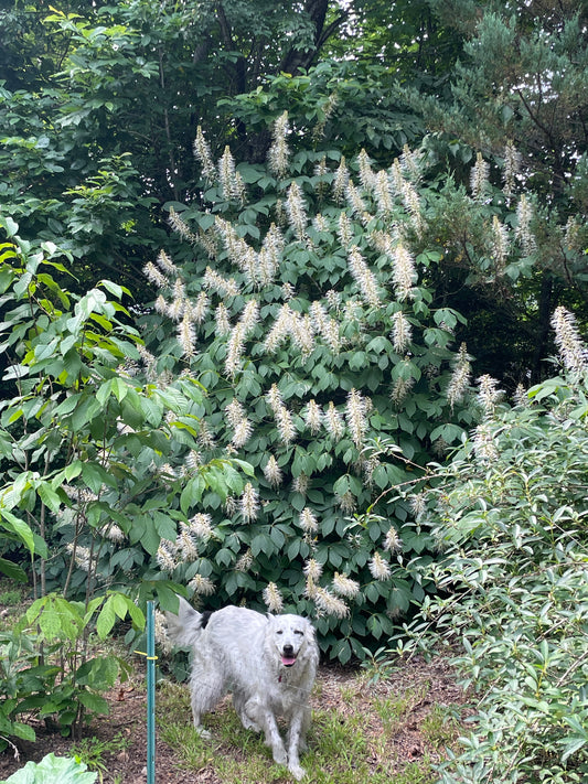 Bottlebrush Buckeye, Aesculus parviflora