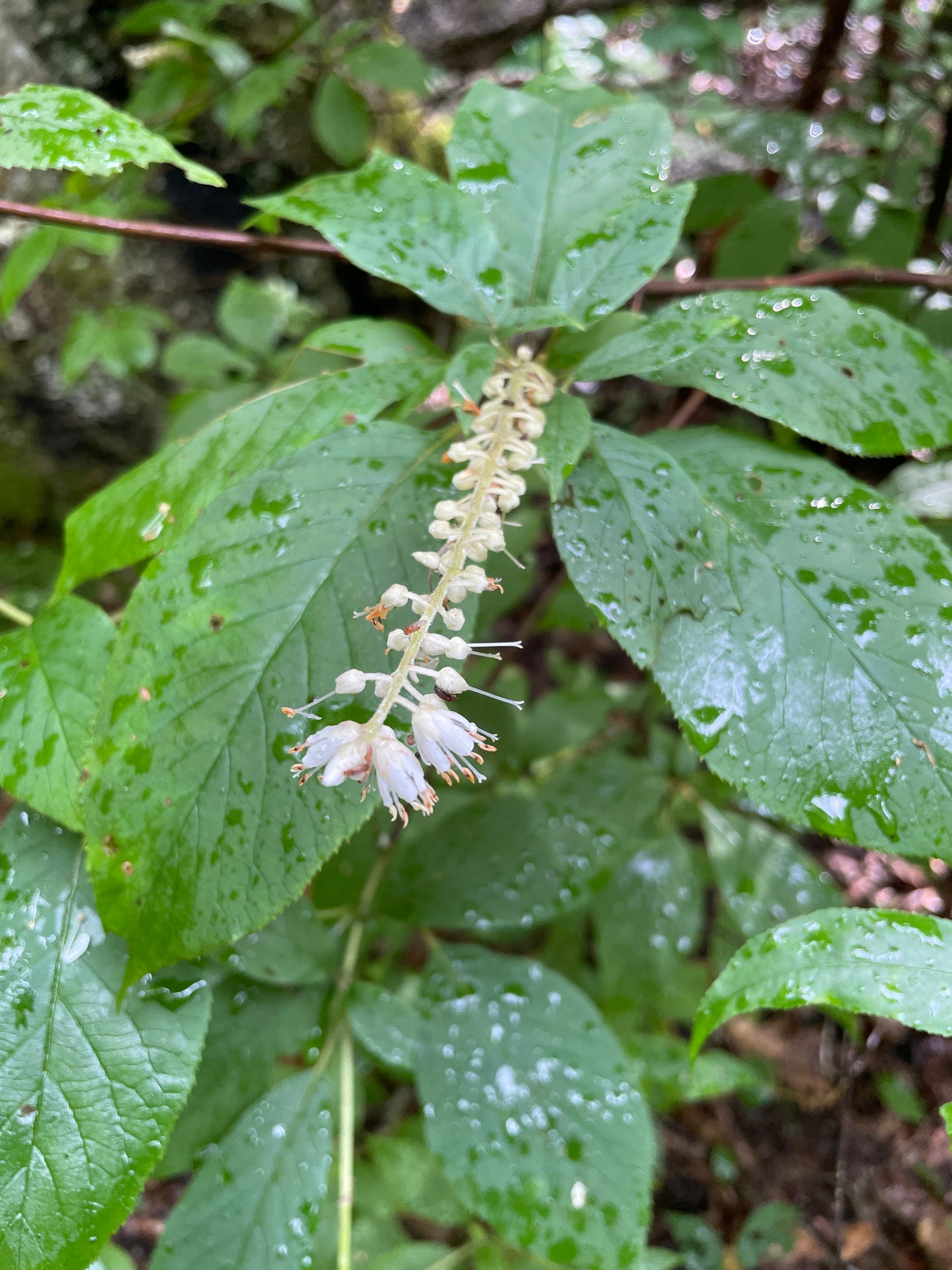 Mountain Sweet Pepperbush, Clethra acuminata (Cinnamon clethra)