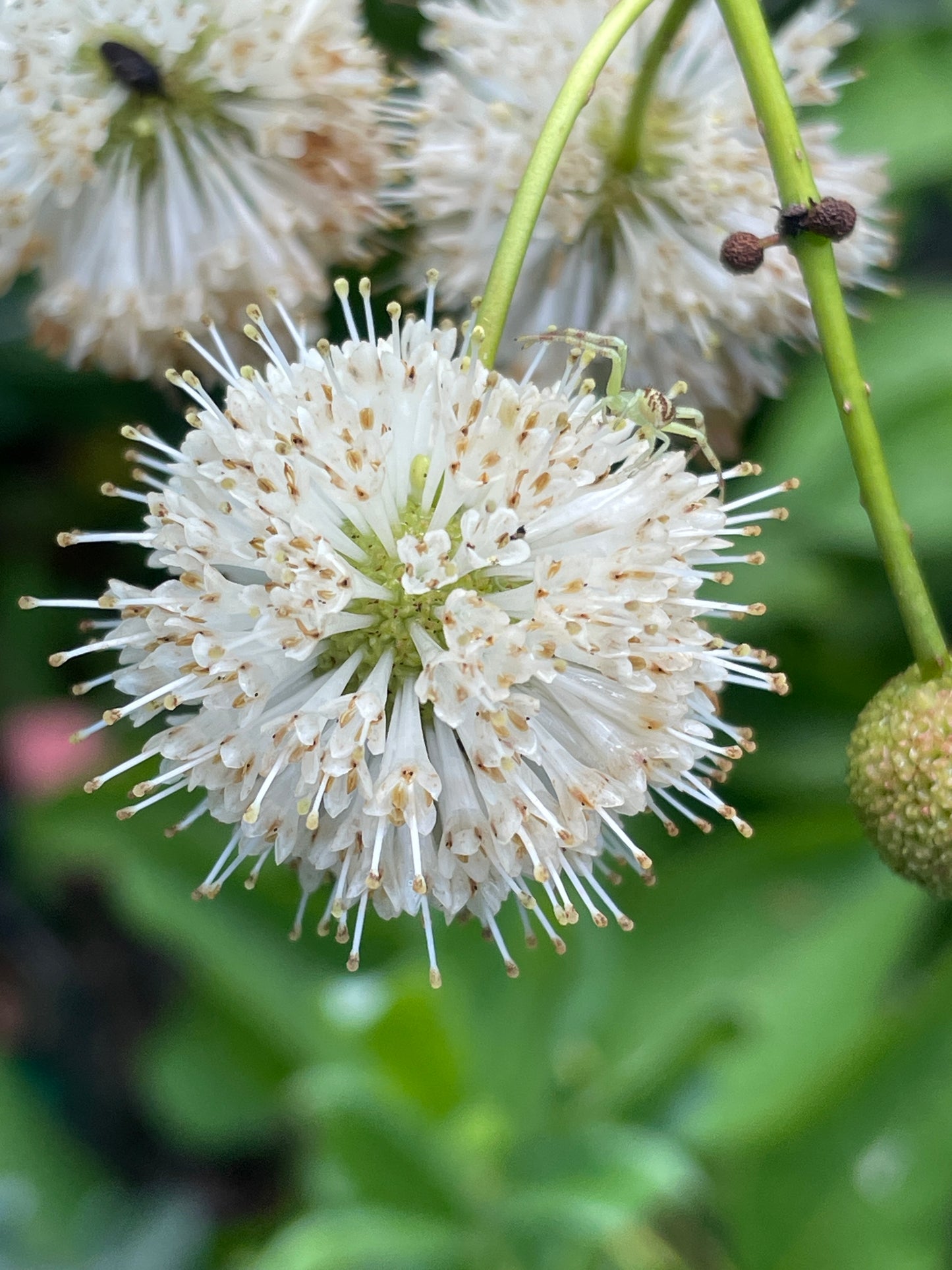 Buttonbush, Cephalanthus occidentalis