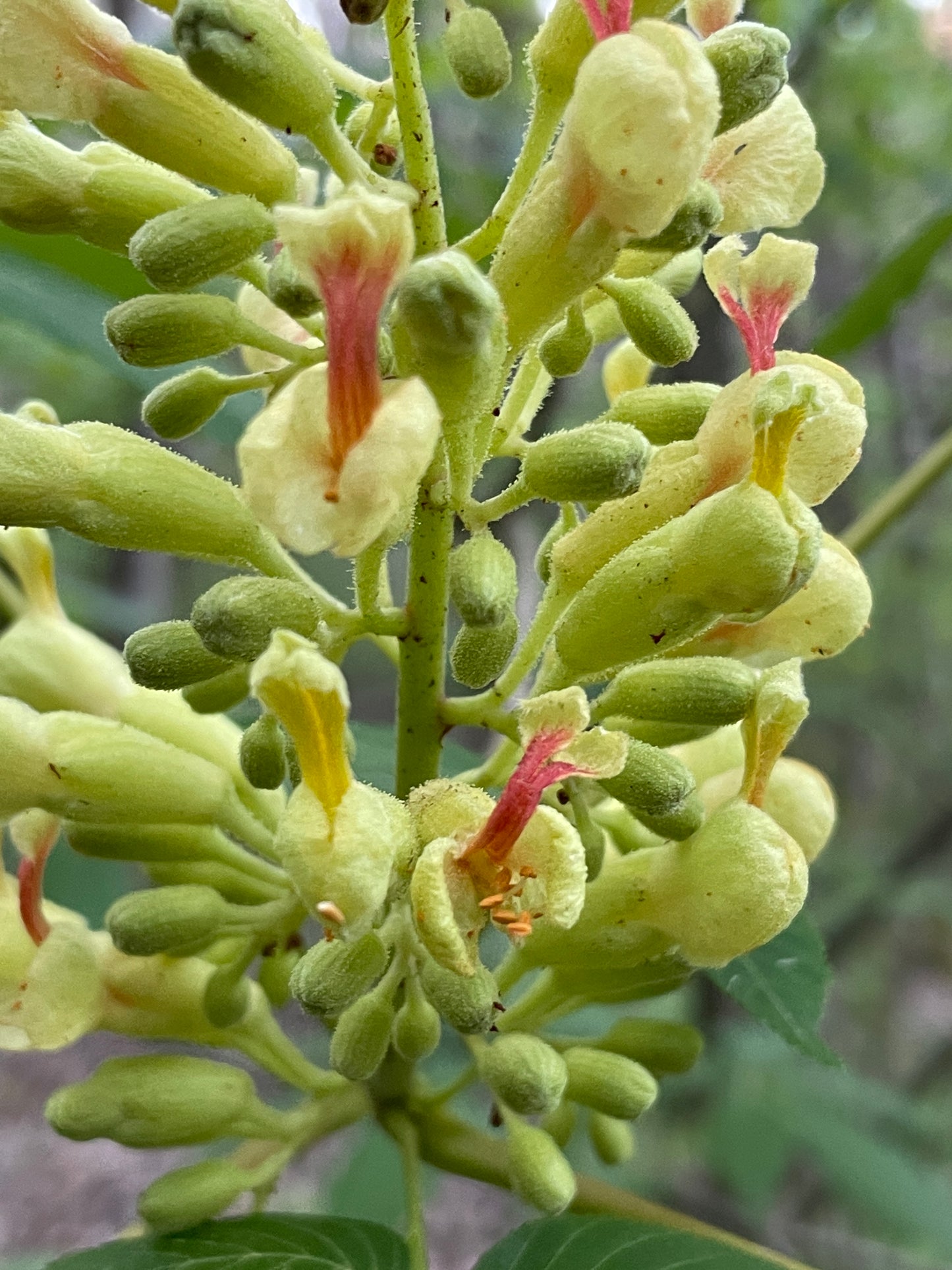 Painted Buckeye, Aesculus sylvatica