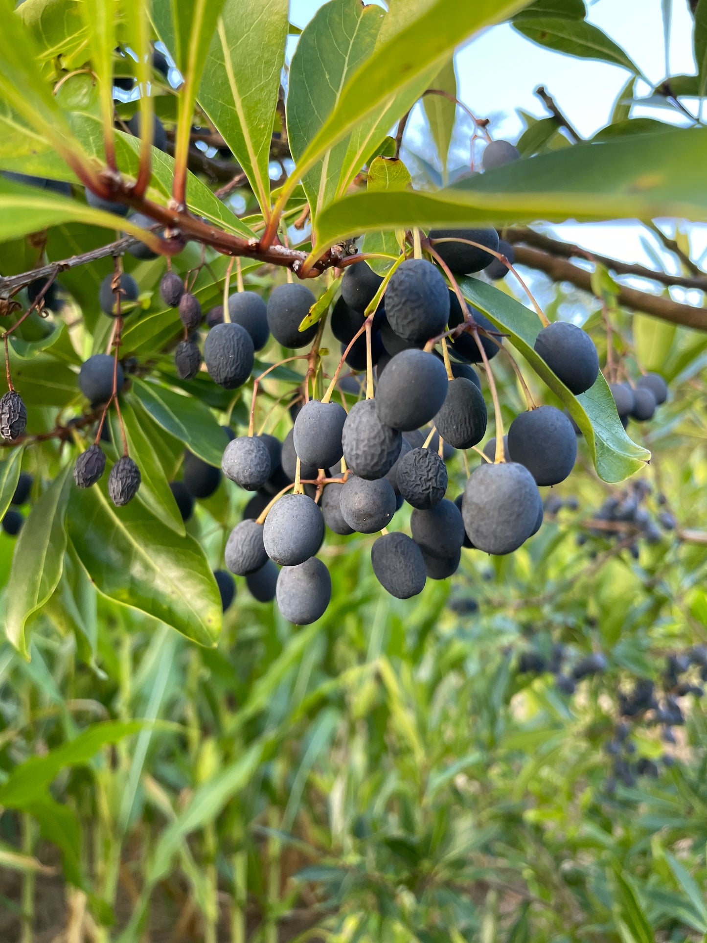 American Fringe Tree, Chionanthus virginicus