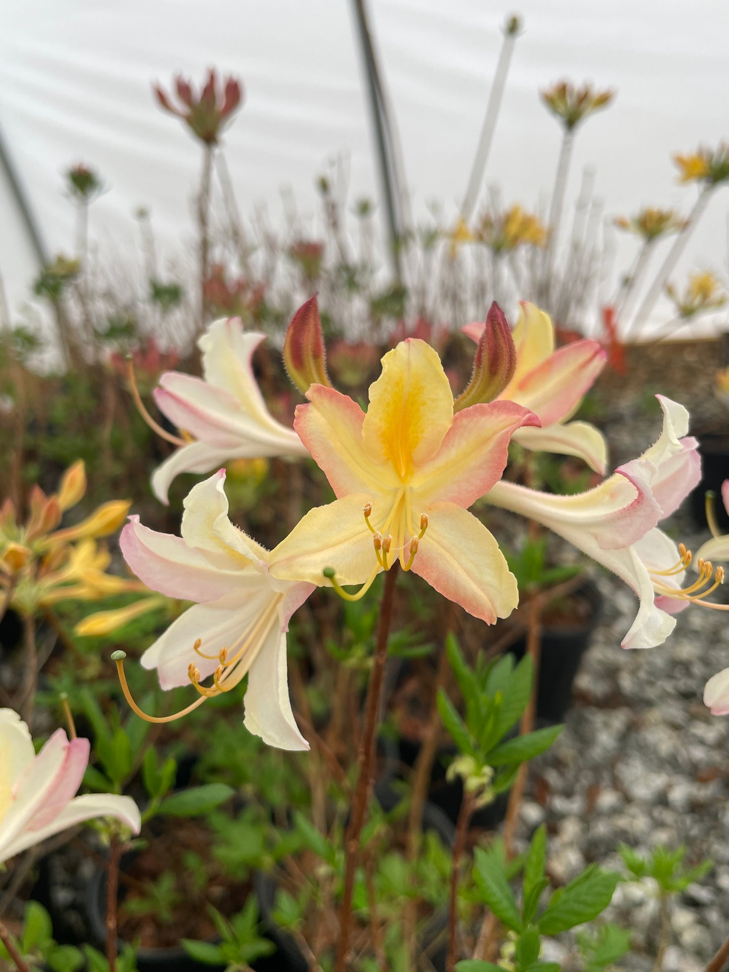 Dwarf (Coastal) Azalea, Rhododendron atlanticum