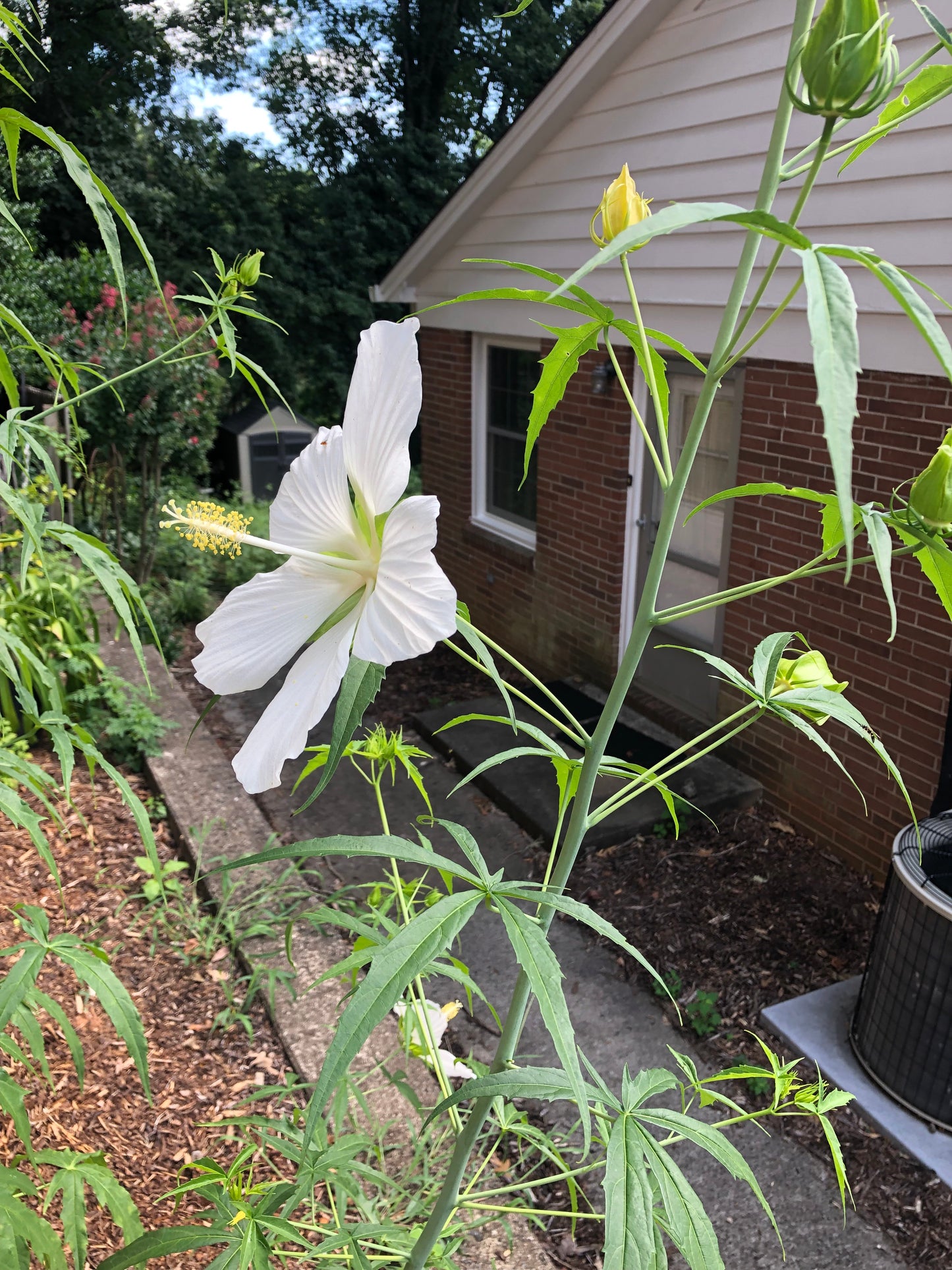 White rosemallow, Hibiscus coccineus 'Alba'