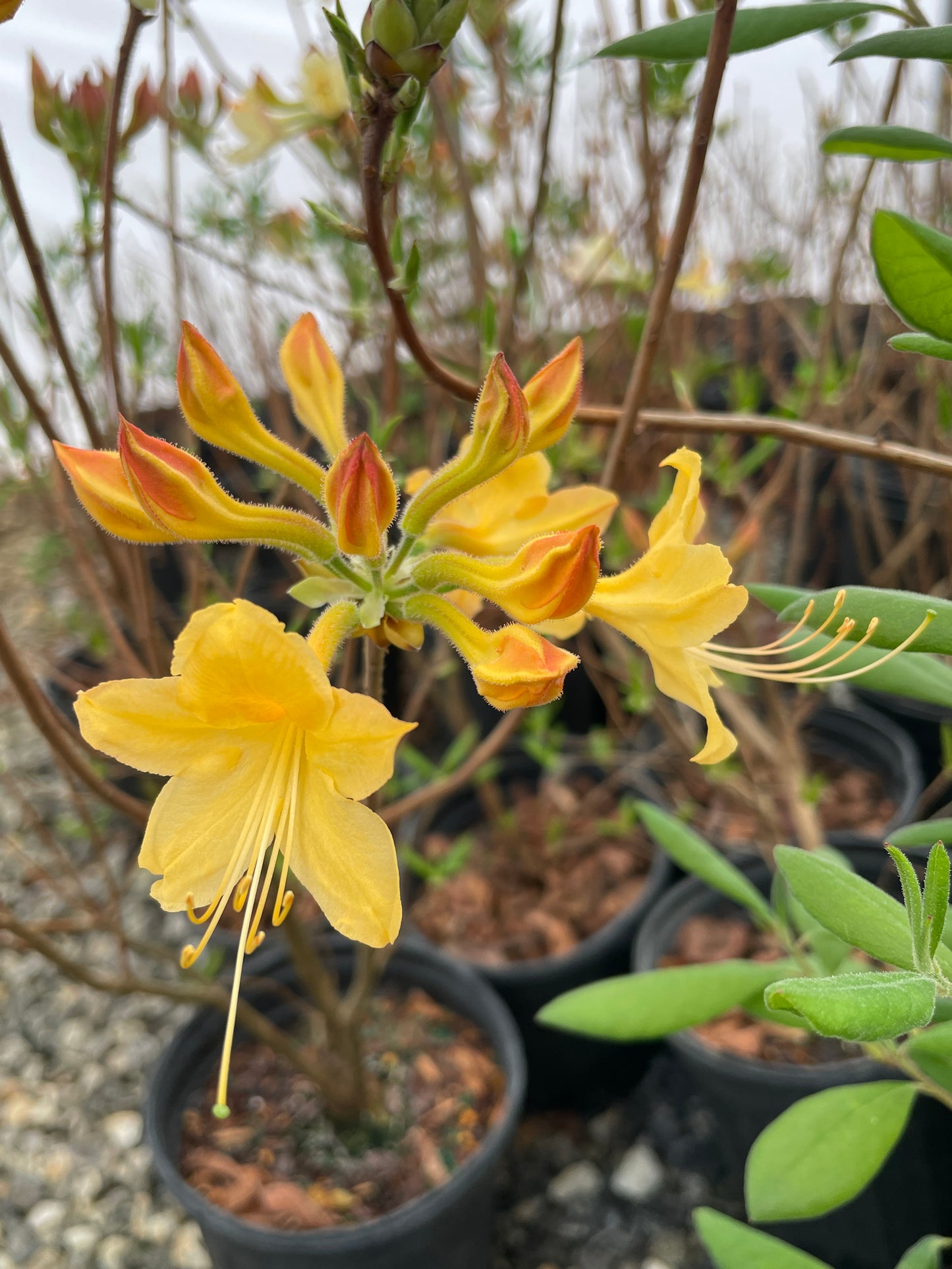 Dwarf (Coastal) Azalea, Rhododendron atlanticum