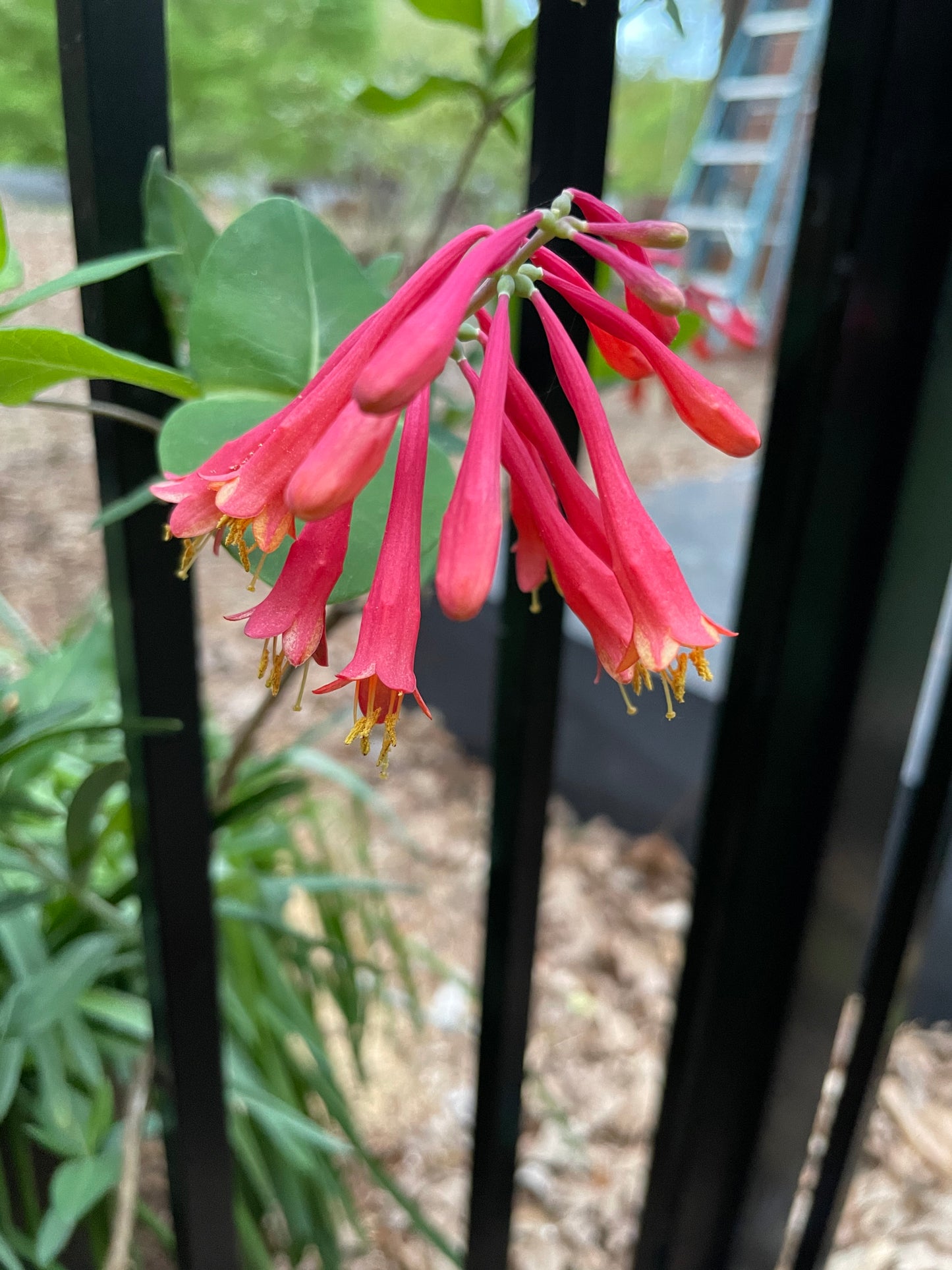 Coral Honeysuckle vine, Lonicera sempervirens