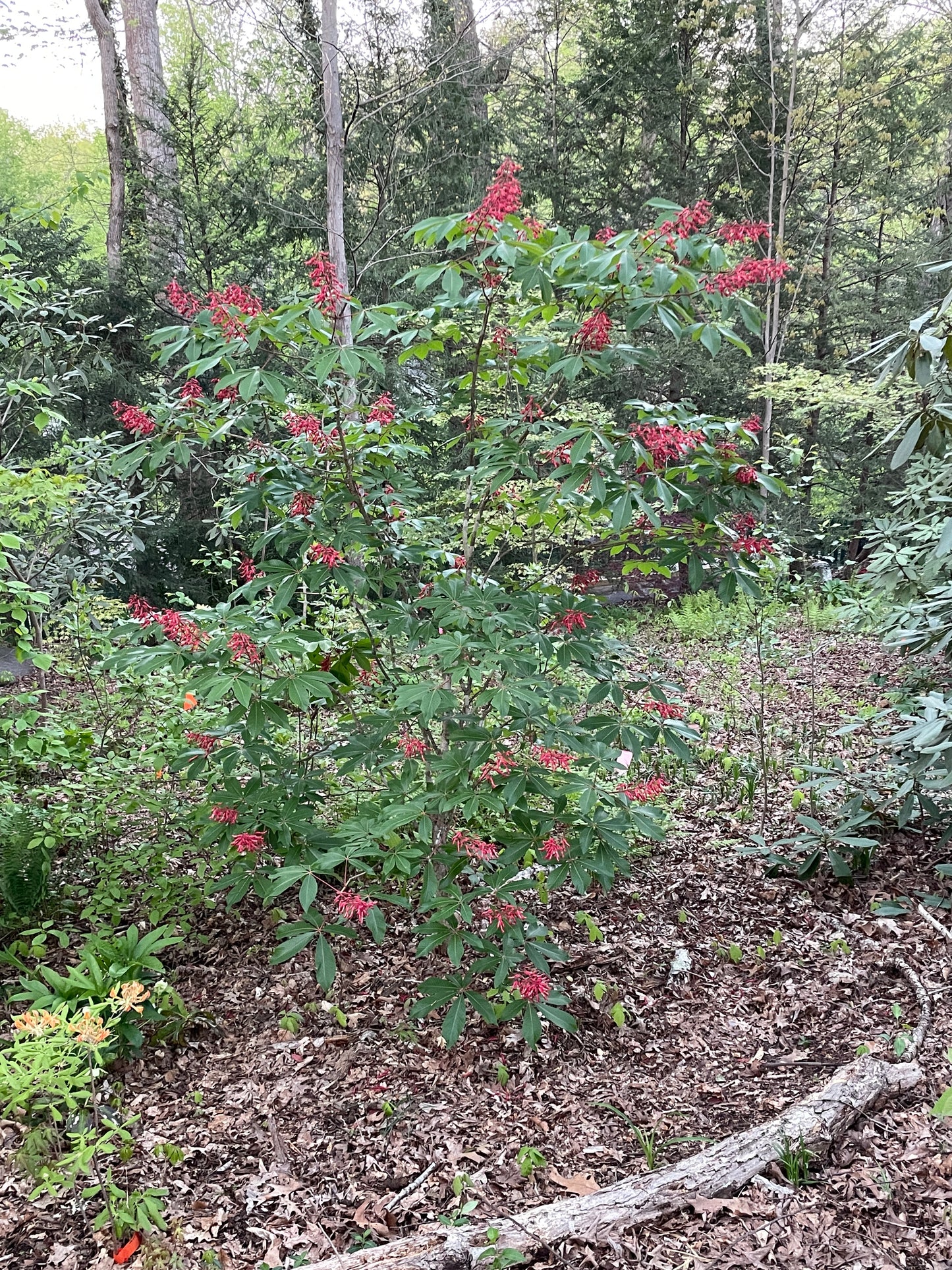 Red Buckeye, Aesculus pavia