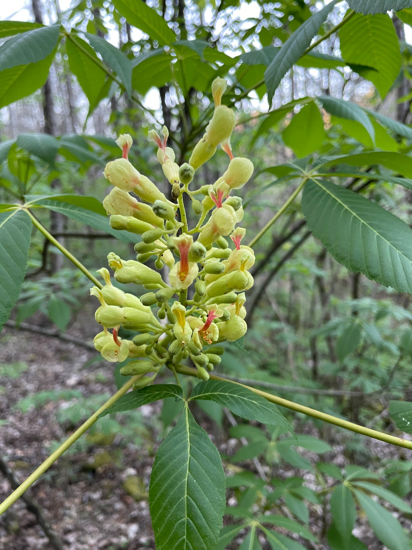 Painted Buckeye, Aesculus sylvatica